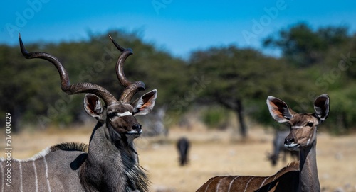Closeup of a male kudu with long spiral horns and a female kudu with big ears in the Namibia desert photo