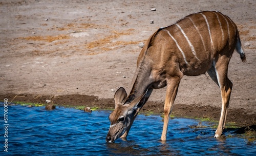 Closeup of a Nyala (Tragelaphus angasii) drinking water from a lake in the Namibia desert photo