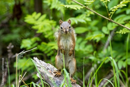 Closeup of a squirrel looking at the camera at St. Albert-Grey Nuns Spruce Woodlot, Canada photo