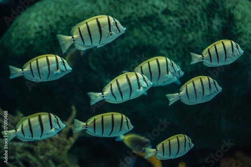 Closeup of Acanthurus triostegus, also known as the convict tang, convict surgeonfish, or manini. photo