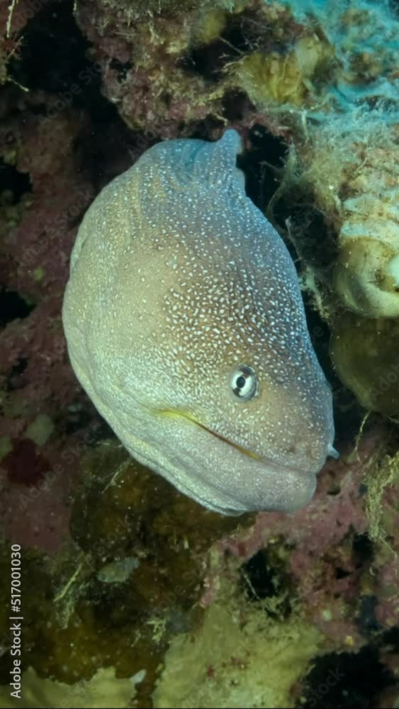 VERTICAL VIDEO: Close-up portrait of Moray with open mouth peeks out of its hiding place. Yellow-mouthed Moray Eel (Gymnothorax nudivomer), Red Sea, Egypt VERTICAL VIDEO: Close-up portrait of Moray with open mouth peeks out of its hiding place. Yellow-mouthed Moray Eel (Gymnothorax nudivomer), Red Sea, Egypt