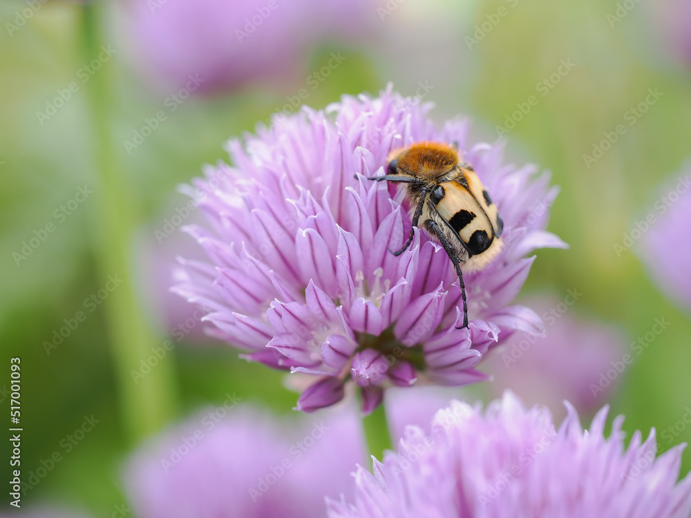 Spotted beetle on a pale purple chive flower. Spotted beetle on a pale purple chive flower.