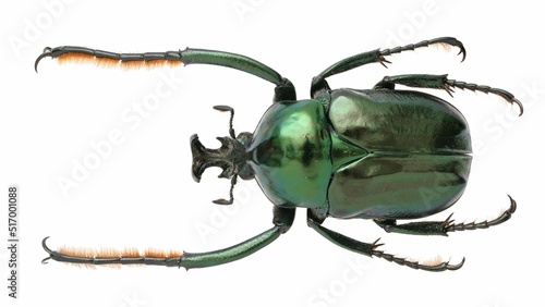 Beetle specimen on white background.