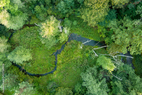 Aerial top down view of green mixed deciduous and coniferous forest.