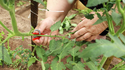 Chubby hands hold cutter to remove excess branches on tomato plant, cut off interferes for growth photo