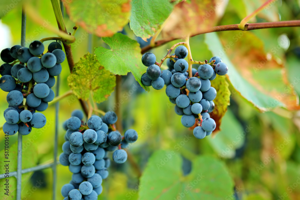 Small bunch of grapes at sunset in autumn harvest.