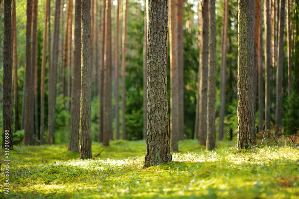 Beautiful mixed pine and deciduous forest, Lithuania - obrazy, fototapety, plakaty 