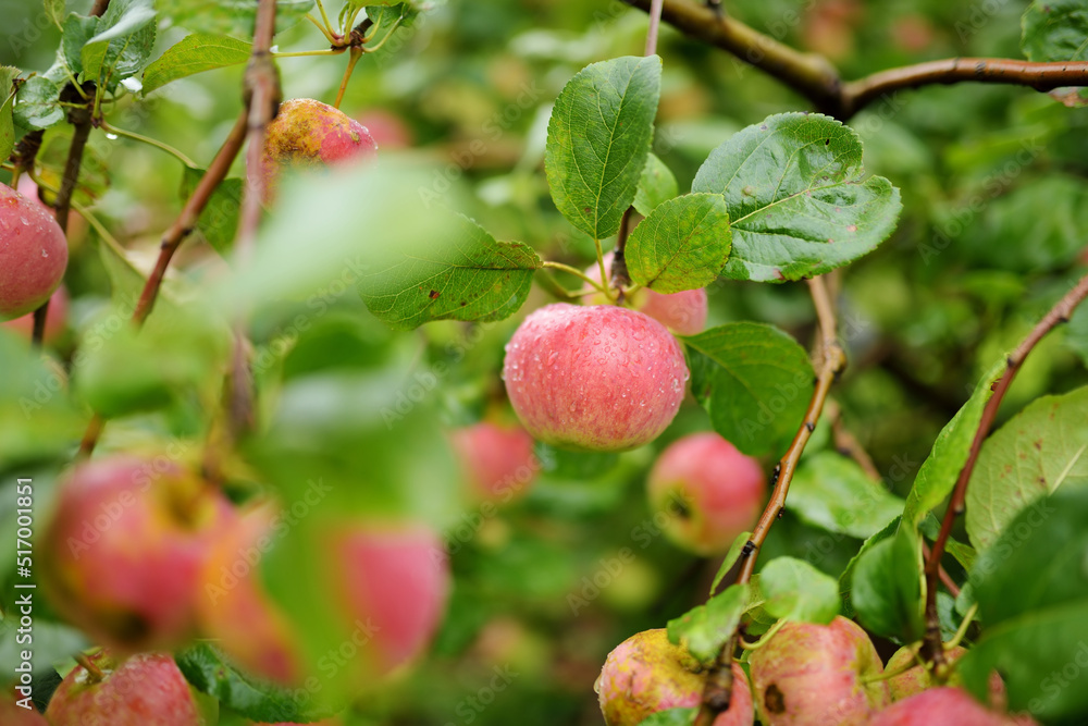 Red apples on apple tree branch on warm autumn day. Harvesting ripe fruits in an apple orchard. Growing own fruits and vegetables in a homestead. Red apples on apple tree branch on warm autumn day. Harvesting ripe fruits in an apple orchard. Growing own fruits and vegetables in a homestead.