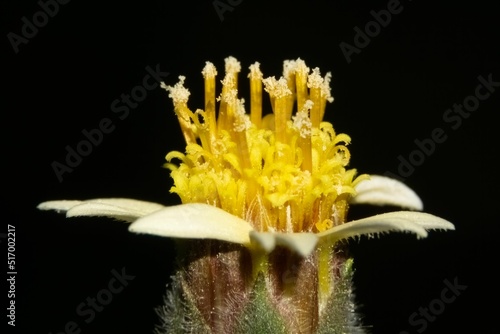 Closeup of Tridax procumbens on black background photo