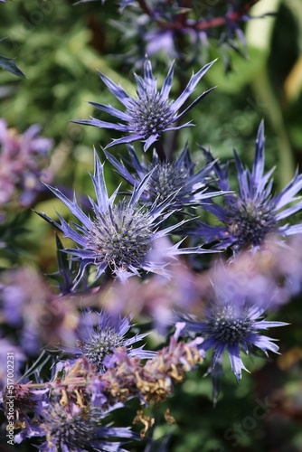 Vertical shot of Sea holly plants in the garden photo