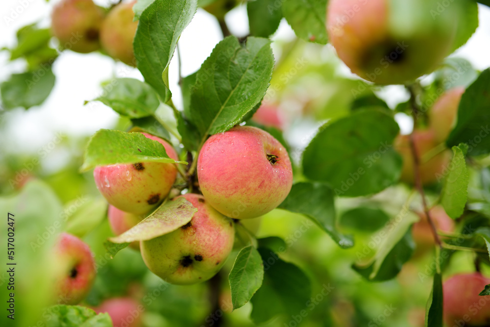 Red apples on apple tree branch on warm autumn day. Harvesting ripe fruits in an apple orchard. Growing own fruits and vegetables in a homestead. Red apples on apple tree branch on warm autumn day. Harvesting ripe fruits in an apple orchard. Growing own fruits and vegetables in a homestead.