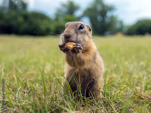 Gopher on the lawn is eating piece of an apple. Close-up photo