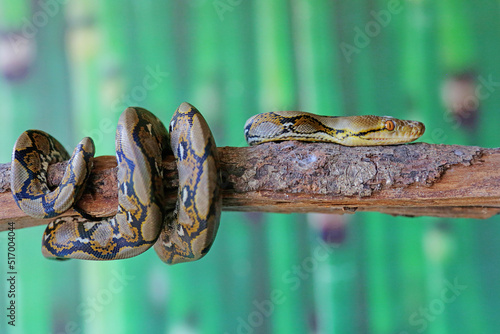 A reticulated python coiled around a dry tree trunk. This reptile has the scientific name Malayopython reticulatus. photo