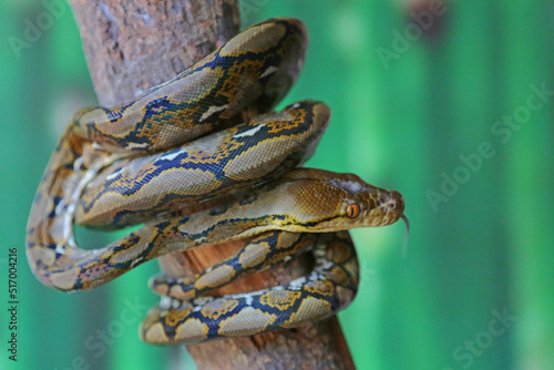 A reticulated python coiled around a dry tree trunk. This reptile has the scientific name Malayopython reticulatus.