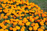 Mexican marigold, or Tagetes erecta flowers in a garden