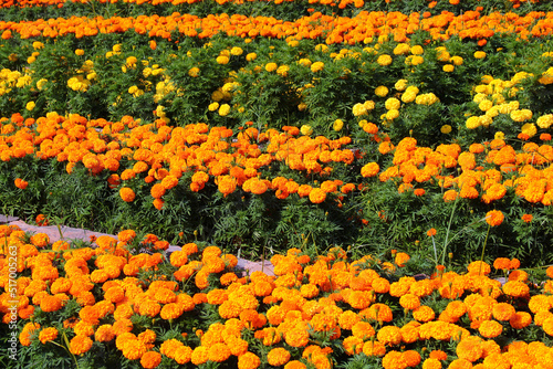 Mexican marigold, or Tagetes erecta flowers in a garden
