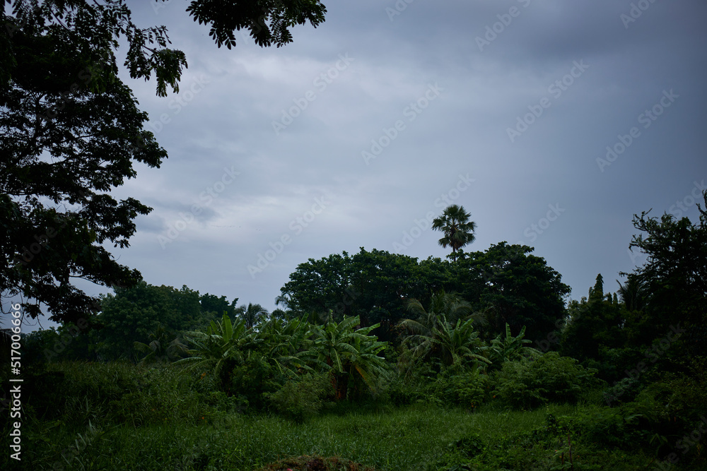 Obraz premium trees and clouds