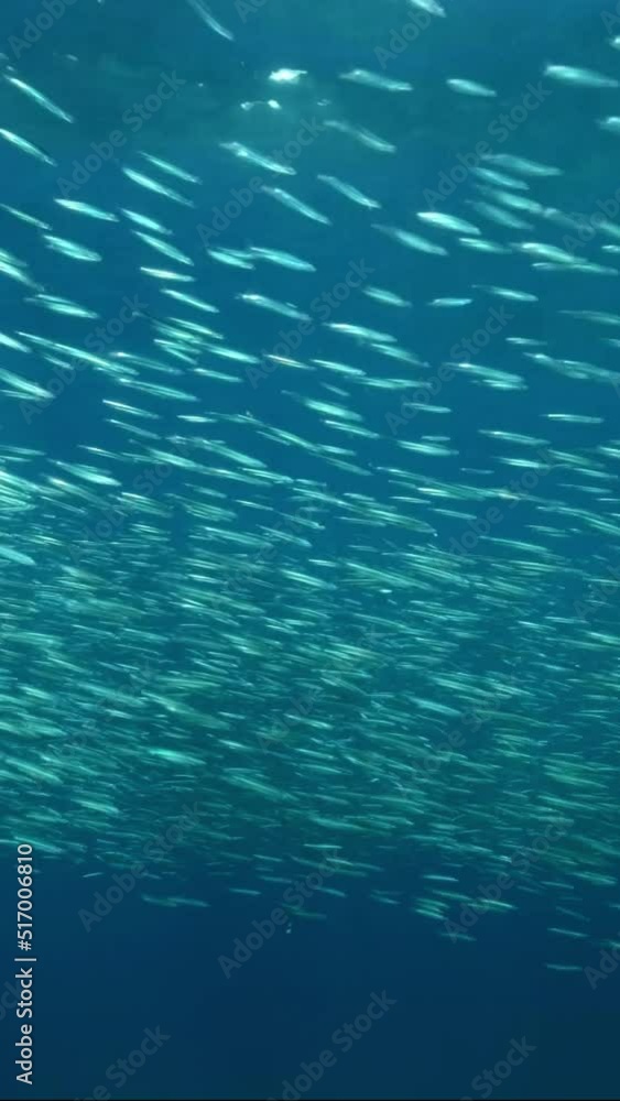 VERTICAL VIDEO: Massive school of small fish swims in the blue water in sunlights. Shoal of Silver-stripe round herring or slender sprat (Spratelloides gracilis) VERTICAL VIDEO: Massive school of small fish swims in the blue water in sunlights. Shoal of Silver-stripe round herring or slender sprat (Spratelloides gracilis)