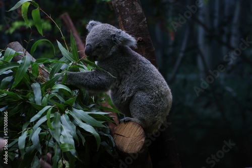 Photography Selective focus shot of a koala bear (Phascolarctos cinereus) at the zoo