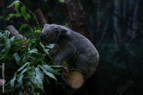 Photography Selective focus shot of a koala bear (Phascolarctos cinereus) at the zoo