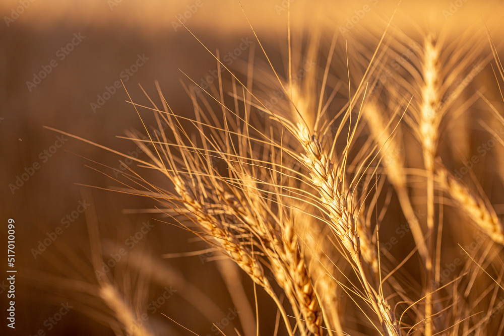 Wheat field on a sunny day. Grain farming, ears of wheat close-up. Agriculture, growing food products. Wheat field on a sunny day. Grain farming, ears of wheat close-up. Agriculture, growing food products.