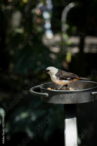 Closeup shot of a White-headed buffalo weaver or Dinemellia Dinemelli on the metal feeder photo