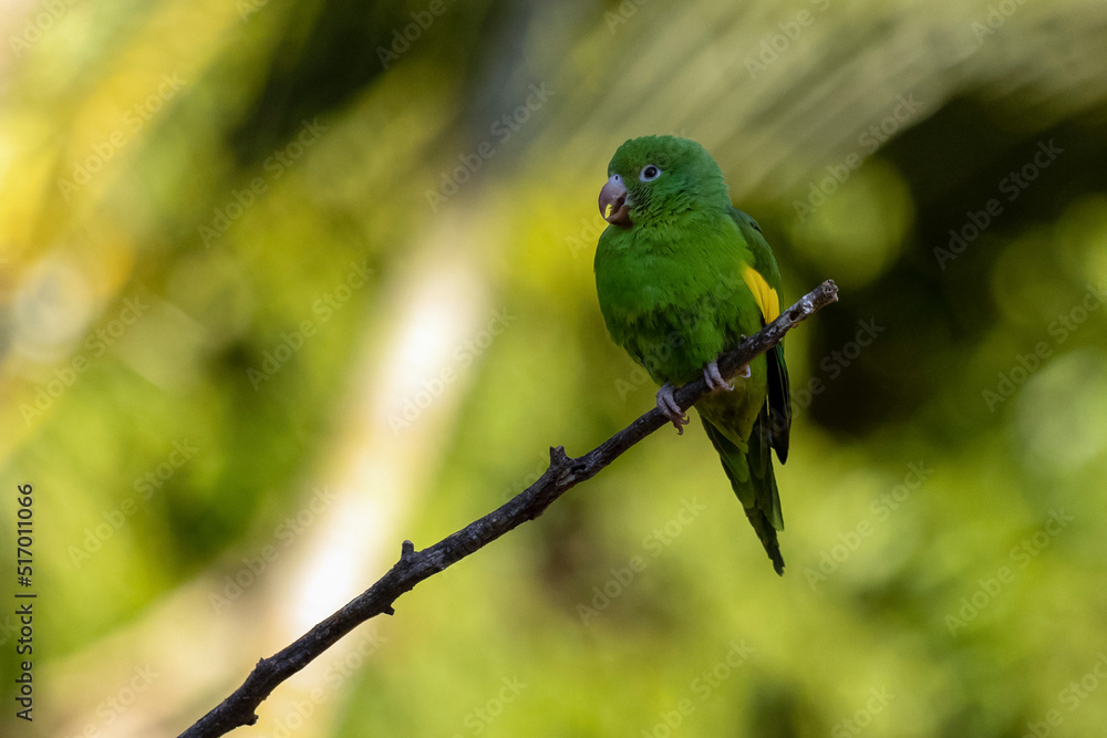 A Plain Parakeet perched on branch. Species Brotogeris chiriri. It is a typical parakeet of the Brazilian forest. Birdwatching. Birding. Parrot.