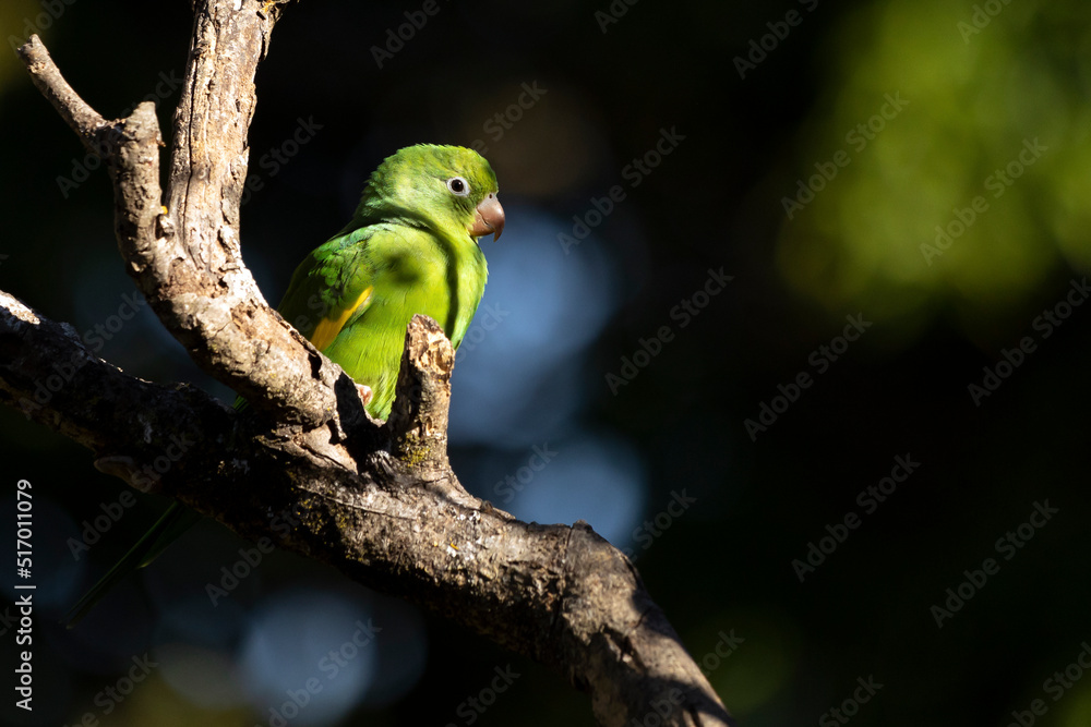 A Plain Parakeet perched on branch. Species Brotogeris chiriri. It is a typical parakeet of the Brazilian forest. Birdwatching. Birding. Parrot. A Plain Parakeet perched on branch. Species Brotogeris chiriri. It is a typical parakeet of the Brazilian forest. Birdwatching. Birding. Parrot.