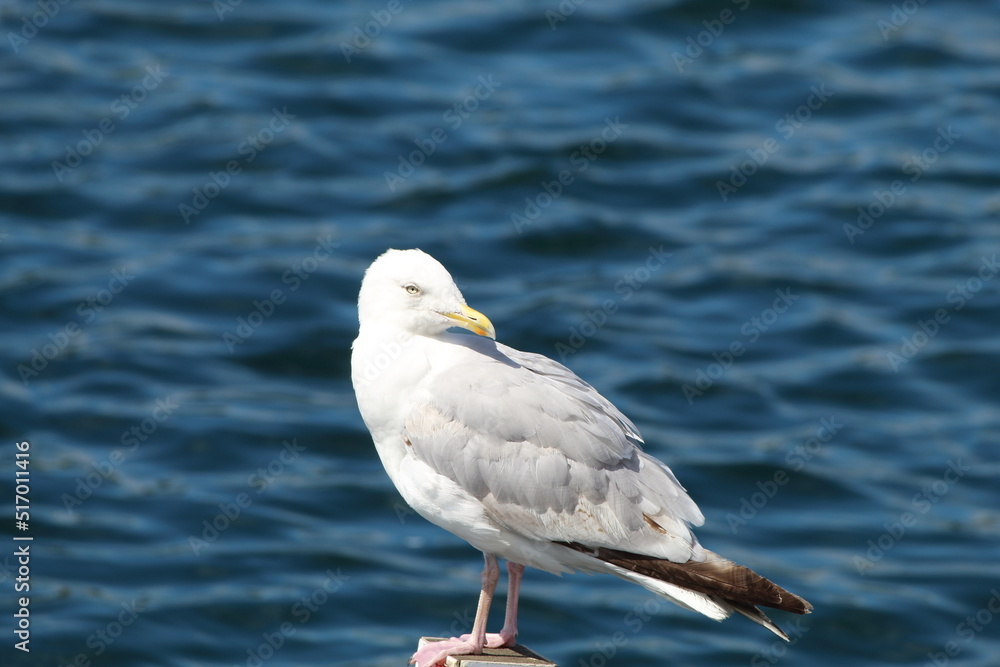 A seagull in the lake area at Southport. This photo has been taken on a very warm and calm day. 