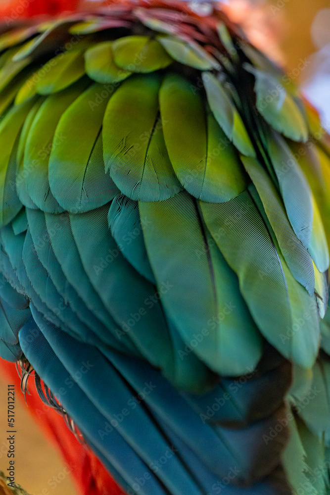 Obraz premium Red and Green Macaw