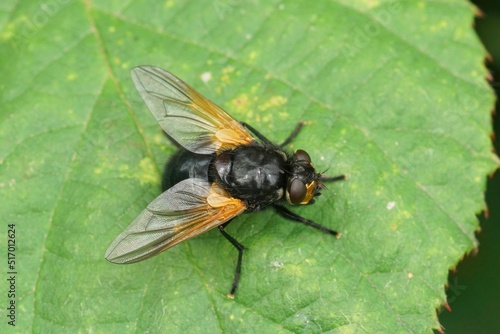 Closeup on the colorful noonday fly, Mesembrina meridiana on a green leaf photo