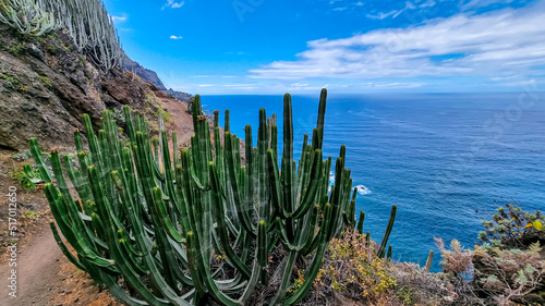 Field of Canary Island spurge cactus. Scenic view Atlantic Ocean coastline of Anaga massif, Tenerife, Canary Islands, Spain, Europe. Cabezo el Tablero crag. Coastal hiking trail from Afur to Taganana