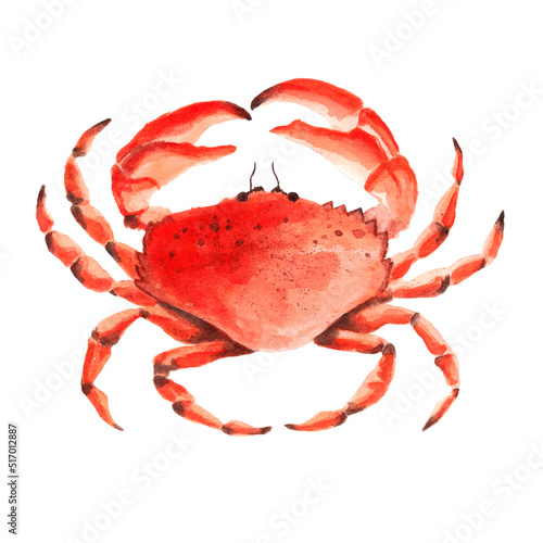 Watercolor red crab isolated on white background. Fresh organic seafood shellfish illustration.
