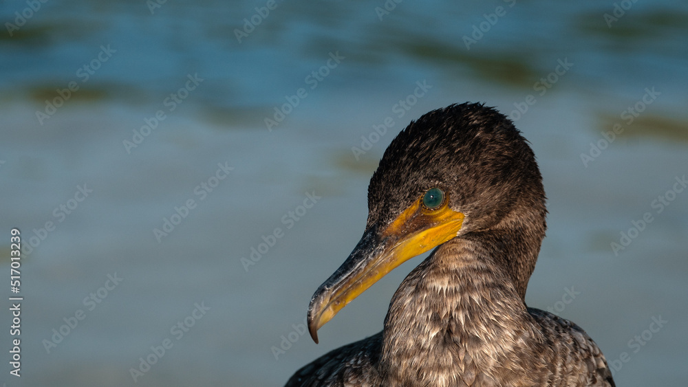 Fototapeta premium Double crested cormoran with yellow beak, Yucatan 