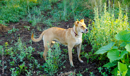 Portrait of a dog, mixed breed young American Staffordshire Terrier in nature