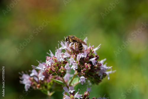 Abeja polinizando y cogiendo polen para hacer miel en flor lila © Cristina