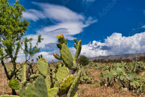 Flowering prickly pears of different colors photo