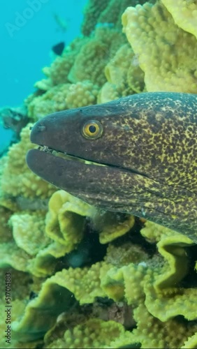 VERTICAL VIDEO: Yellow Edged Moray Eel (Gymnothorax flavimarginatus) peeks out of its Lettuce coral or Yellow Scroll Coral (Turbinaria reniformis) Close-up photo