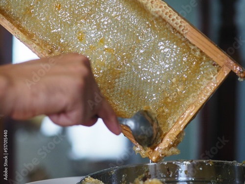 Fototapeta bee keeper extracting and dripping organic honey from bee honeycombs at home