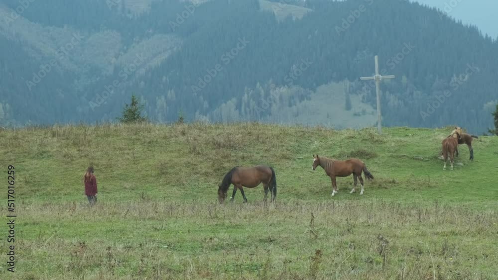 Herd horses graze among green grass, mountains and spruce forest. Carpathians, Ukraine, Europe, wide shot, side view. On hill is Christian cross. Herd horses graze among green grass, mountains and spruce forest. Carpathians, Ukraine, Europe, wide shot, side view. On hill is Christian cross.