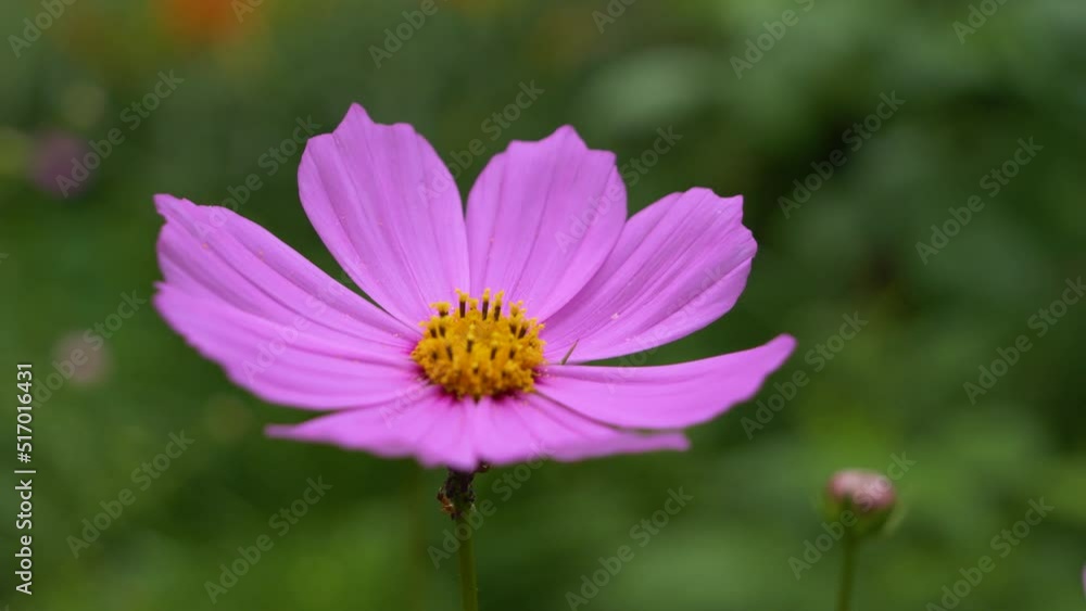 Beautiful flower on a blurred background Beautiful flower on a blurred background