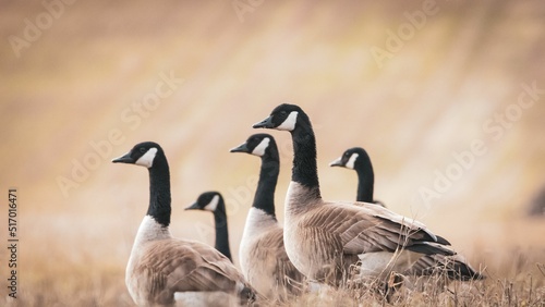Fotografie, Tablou Closeup of Canadian geese in a field with a blurred background