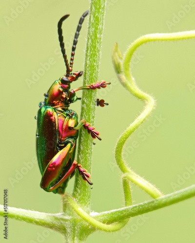 Vertical macro shot of a dogbane beetle (Chrysochus auratus) crawling on a green plant photo