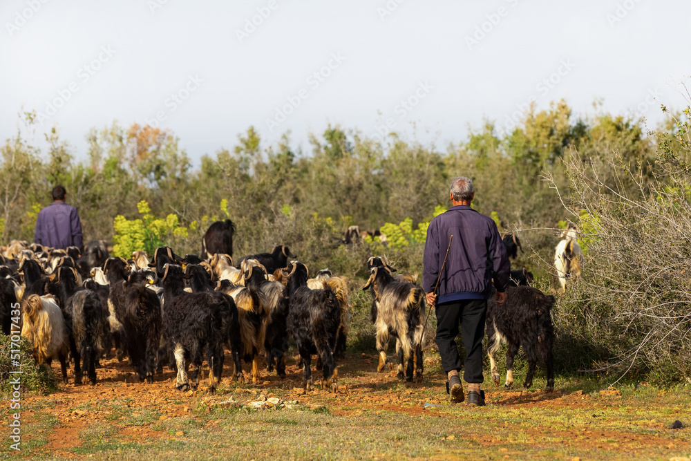 Shepherds and a herd of goats.