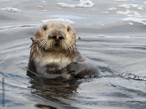 Cute Sea Otter Face