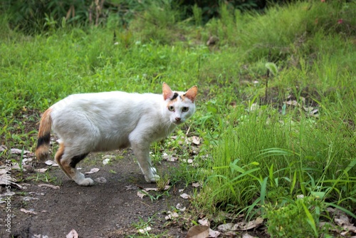 大分県　別府市　朝見で撮影した白猫