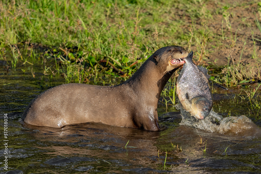 Fototapeta premium Giant Otter