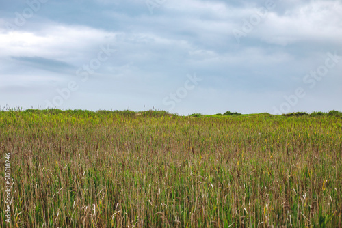 field and sky