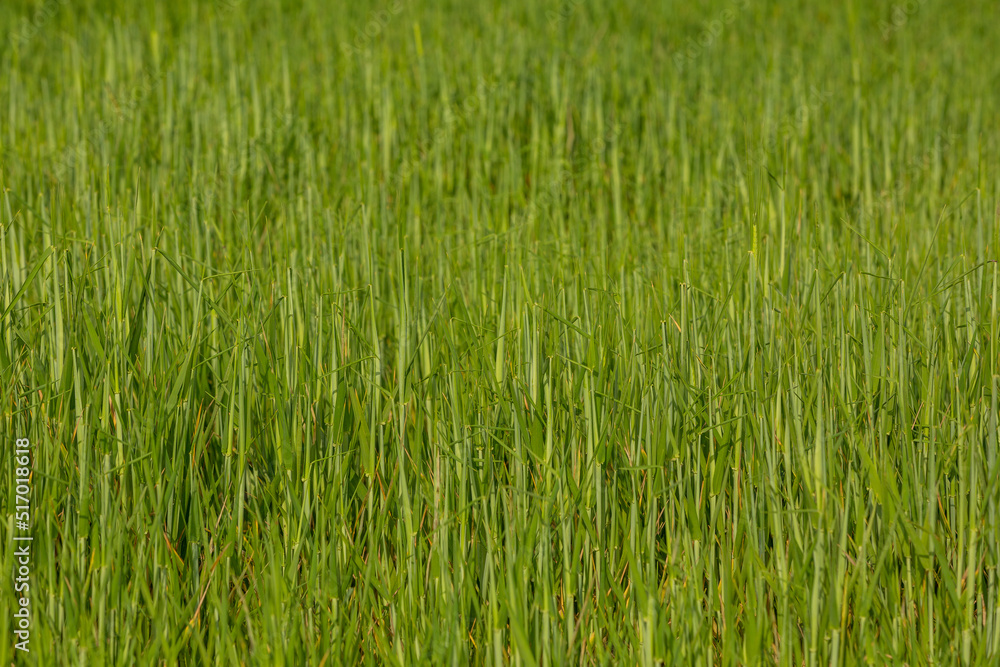 Obraz premium Green field and grass, Field of growing wheat in Turkey
