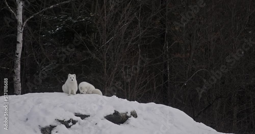 a pair of arctic fox in the winter on snow hill